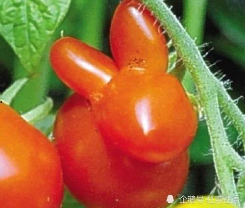 吃瓜娱乐圈大瓜,揭秘明星背后的惊人真相  第2张