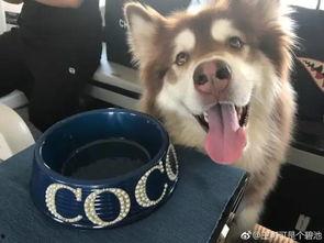 网红和狗吃瓜,吃瓜群众的欢乐盛宴 第2张 网红和狗吃瓜,吃瓜群众的欢乐盛宴 第2张